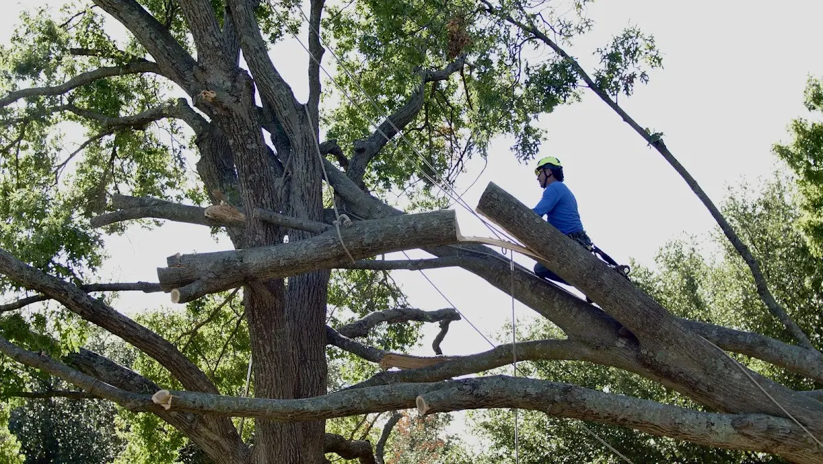 Professional Crown Thinning performed by certified arborists in Patoka