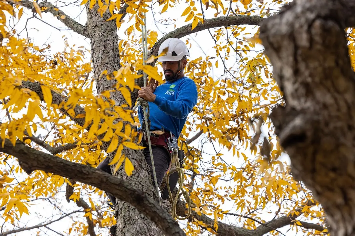 Skilled Storm Damage Cleanup crew working in Patoka